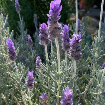 Tıbbi Aromatik Bitkiler