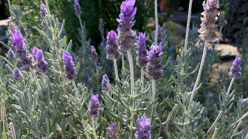 Tıbbi Aromatik Bitkiler